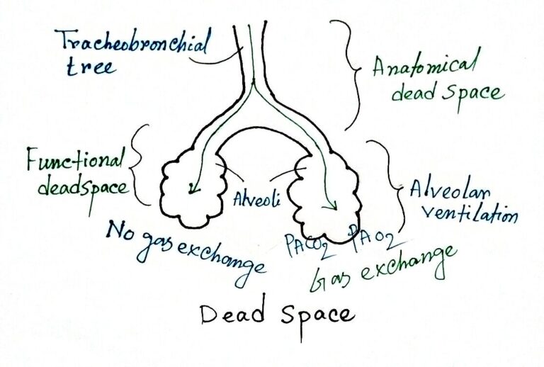 respiratory-dead-space-definition-types-significance-equation