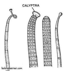 Oscillatoria Features Occurrence Structure Reproduction