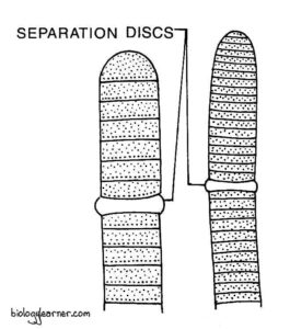 Oscillatoria Features Occurrence Structure Reproduction