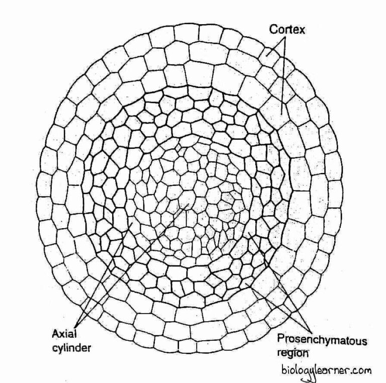 Sphagnum Distribution Structure Reproduction