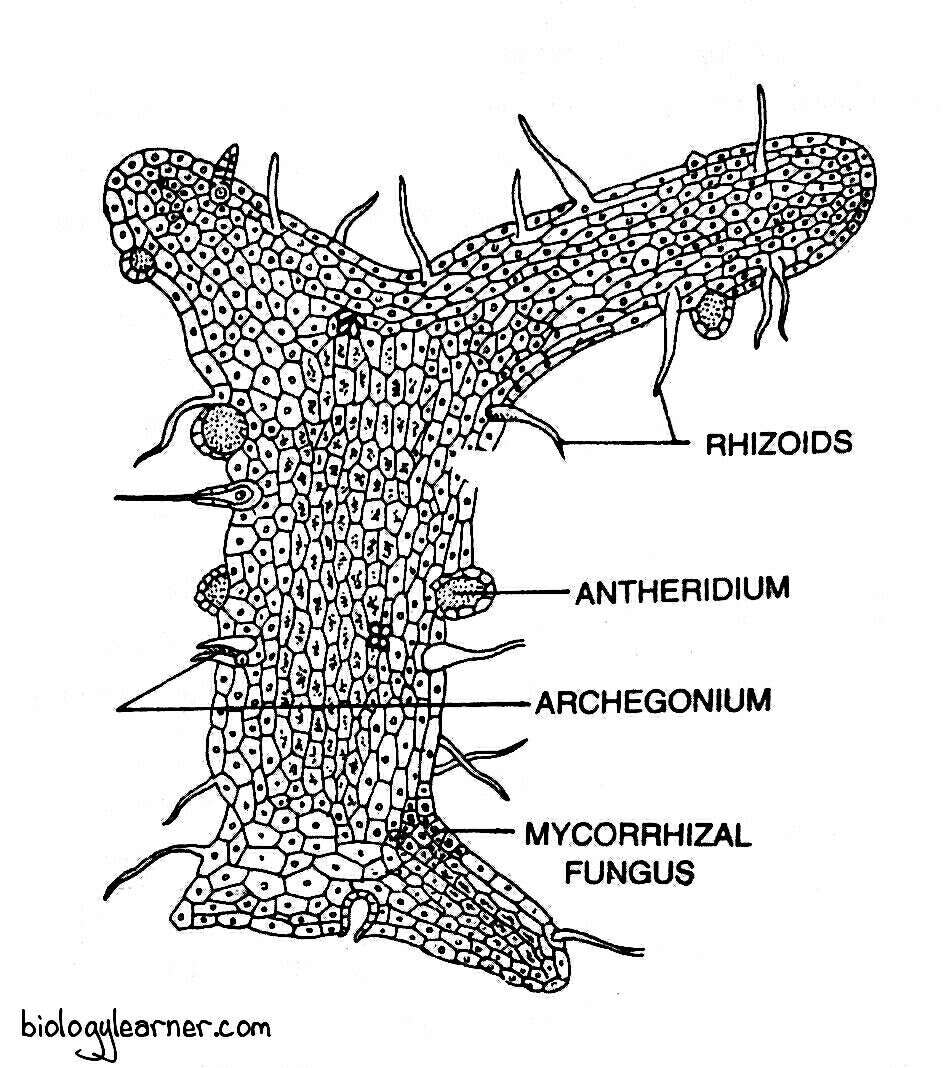 Psilotum Distribution Structure Reproduction