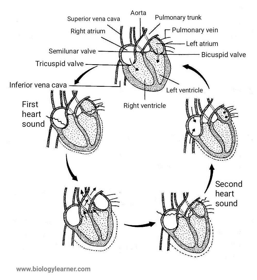 Cardiac Cycle And Its Phases