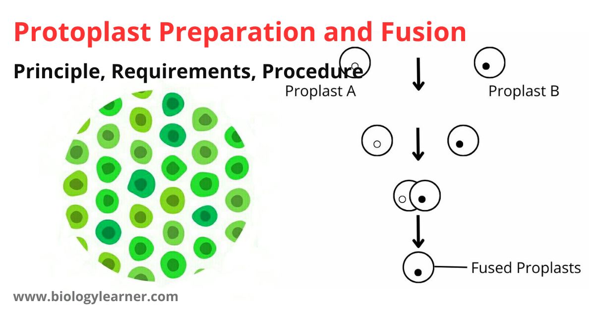 Protoplast Preparation And Fusion Principle Requirements Procedure