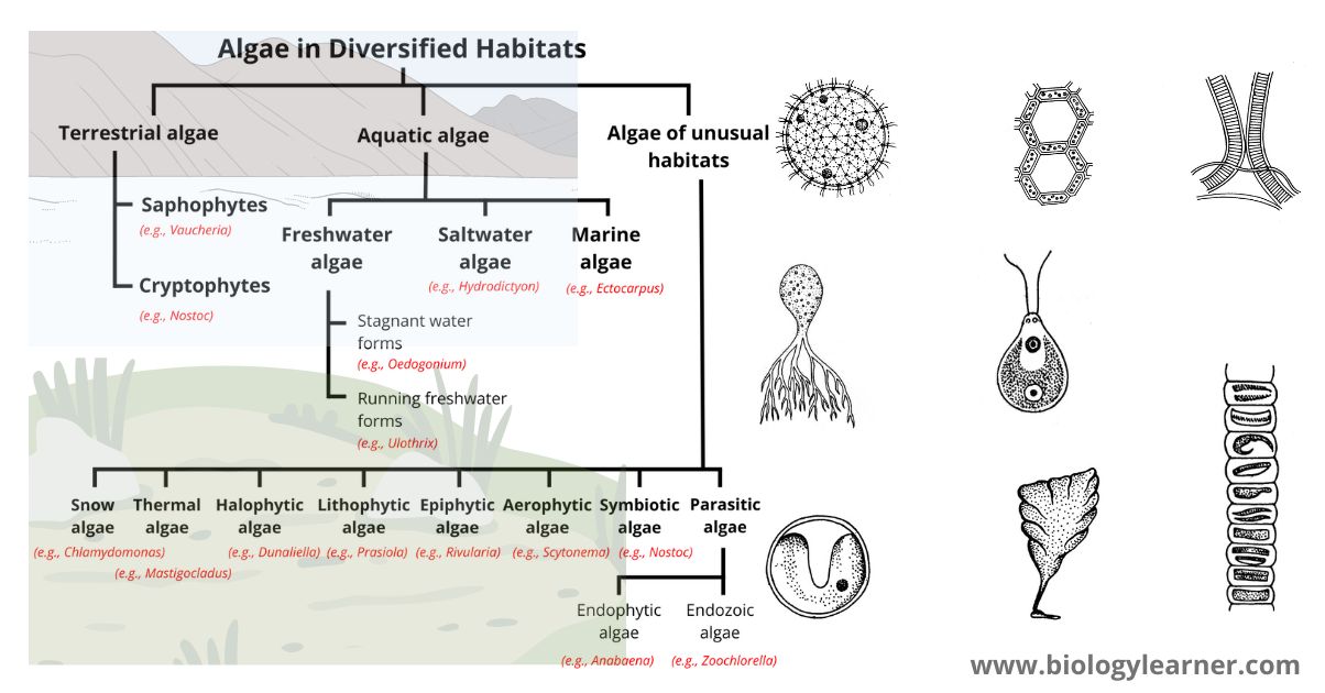 Algae In Diversified Habitats