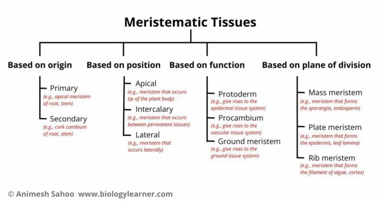 Meristematic Tissue Characteristics Types Functions