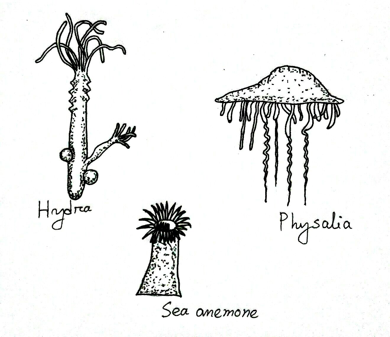 examples-of-cnidaria-biology-learner