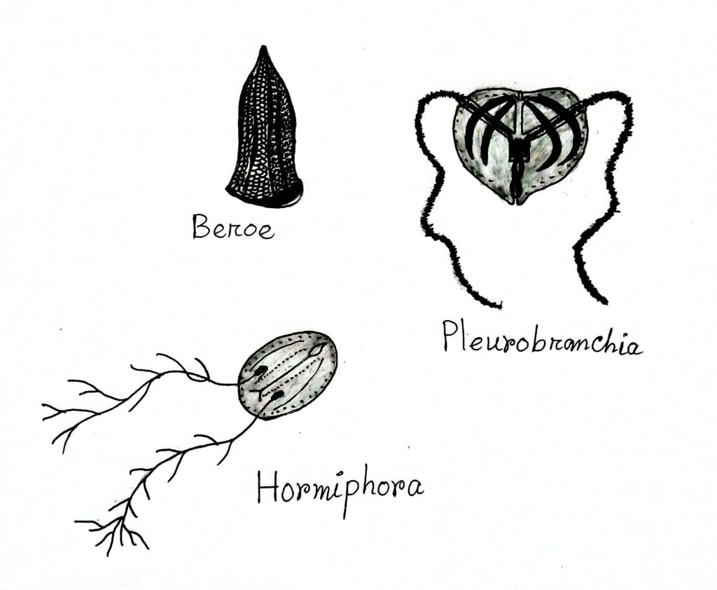 examples-of-ctenophora-biology-learner