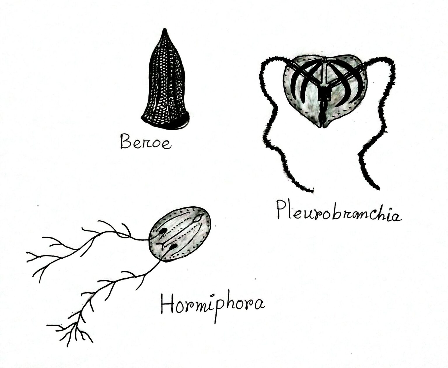 Examples Of Ctenophora - Biology Learner