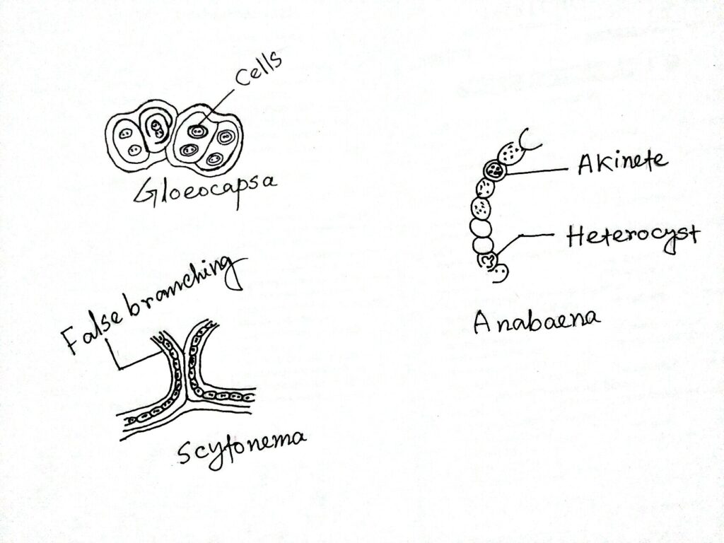 character-of-cyanobacteria-biology-learner