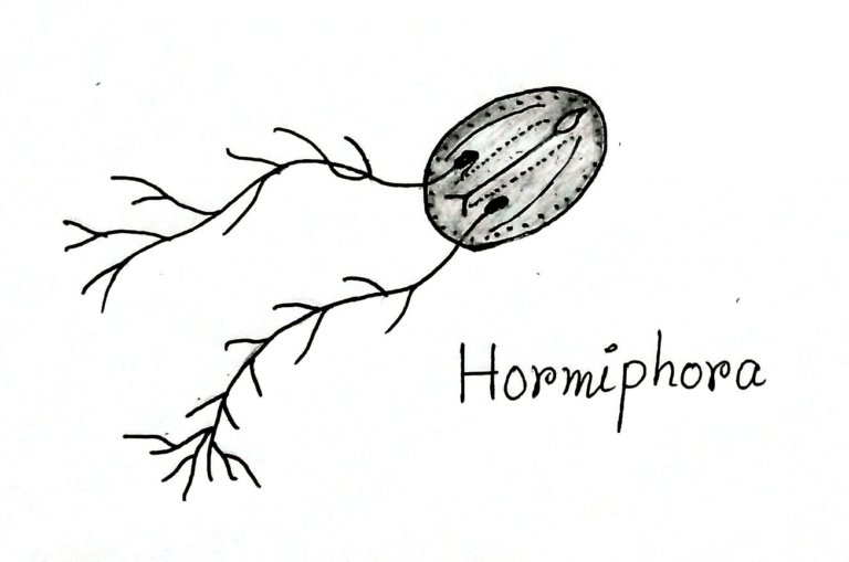 ctenophora-definition-characteristics-examples