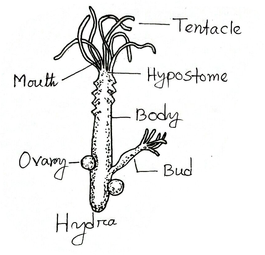 phylum cnidaria examples