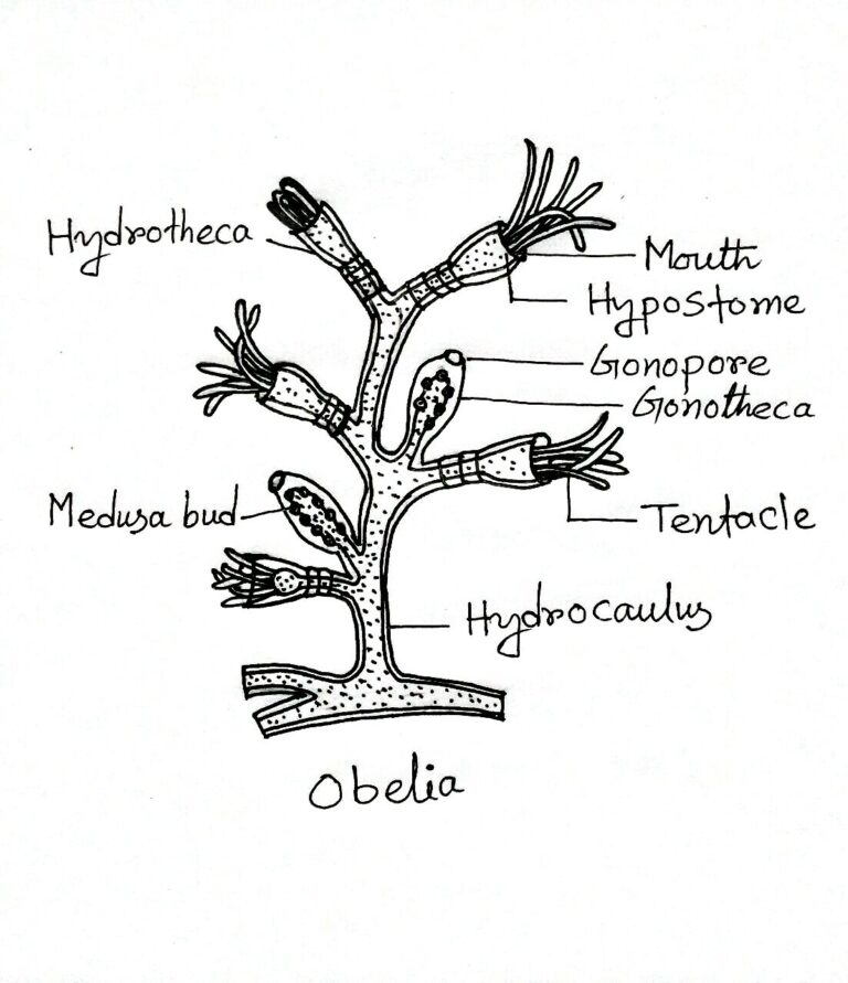 Cnidaria Definition Characteristics Examples   Obelia 768x891 