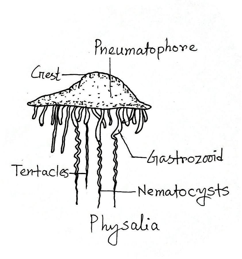 cnidarians characteristics