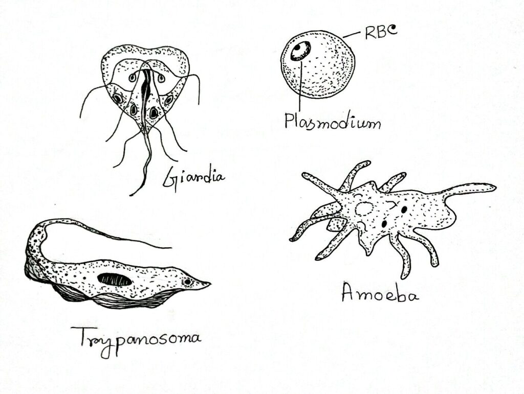 Classification Of Protozoa Biology Learner