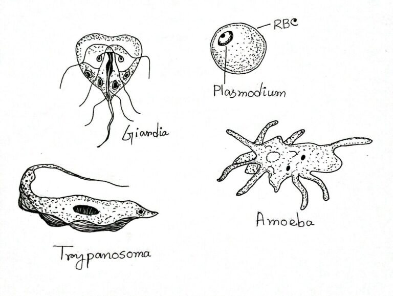 Classification of Protozoa - Biology Learner