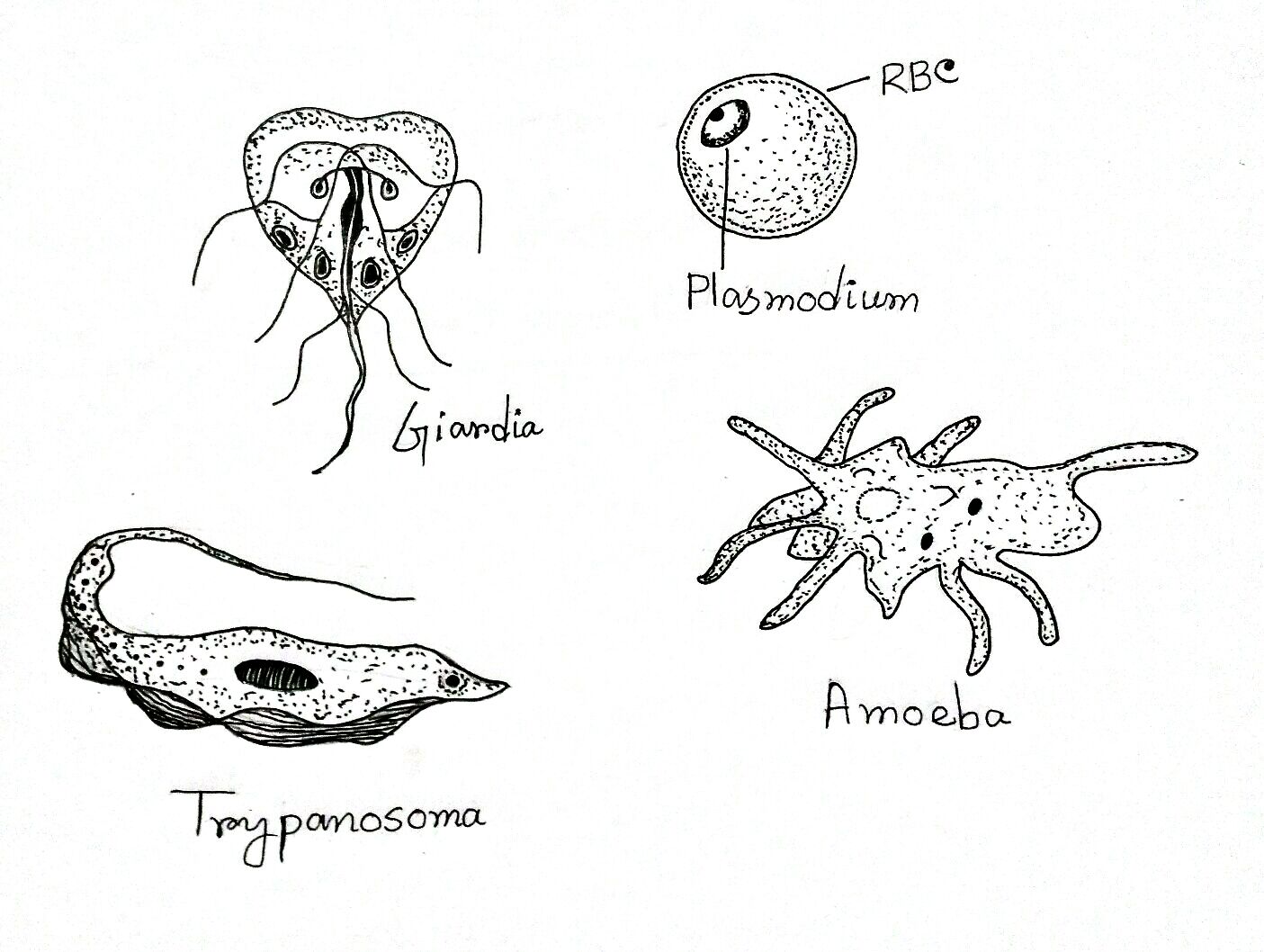 What Are The Four Groups Of Protozoans Based On Their Motility