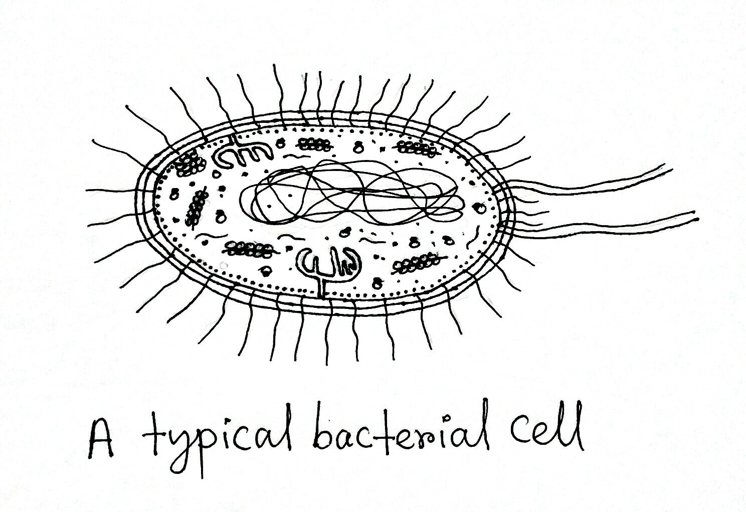 Structure and Function of a Typical Bacterial Cell with Diagram