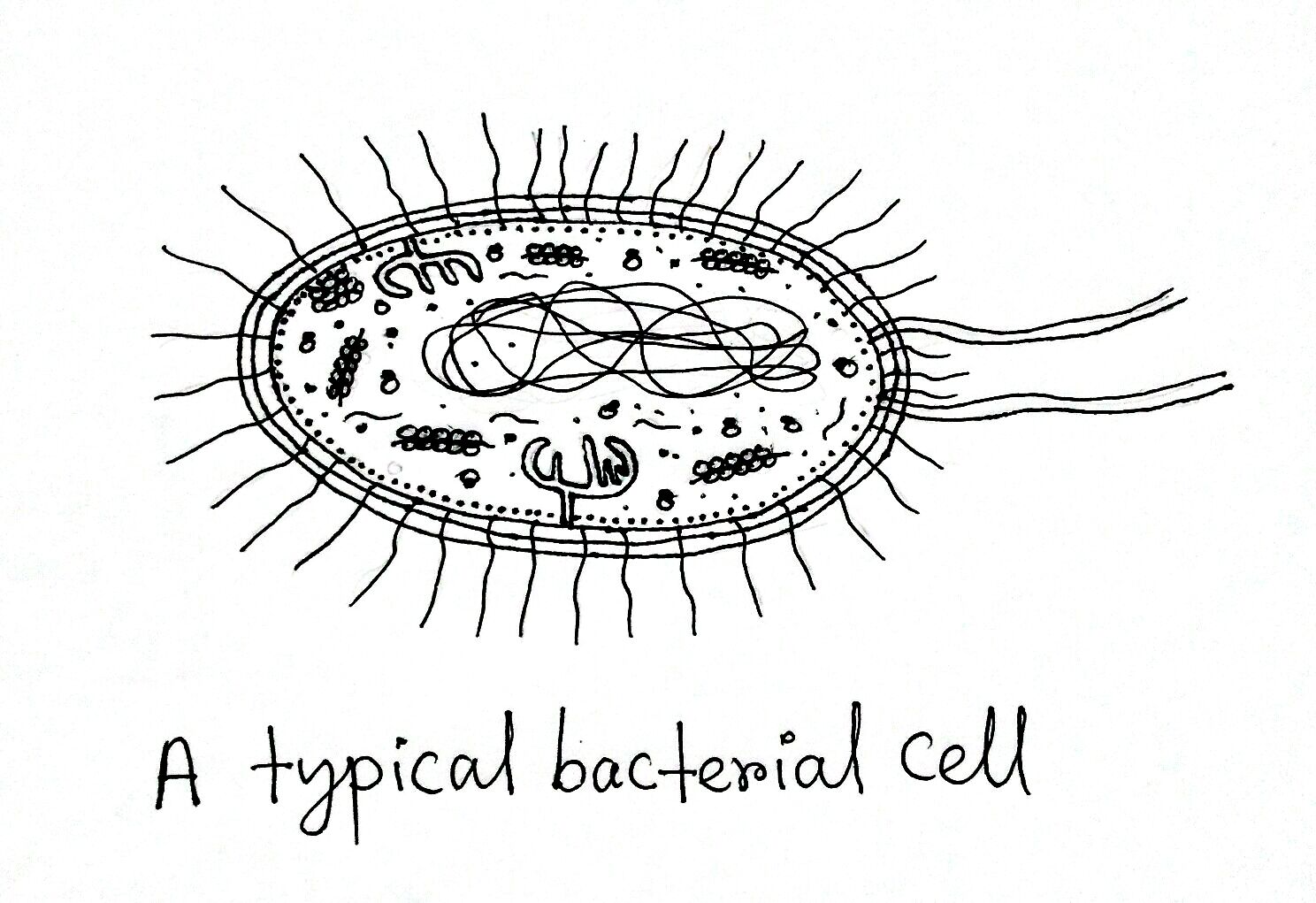 Structure And Function Of A Typical Bacterial Cell With Diagram