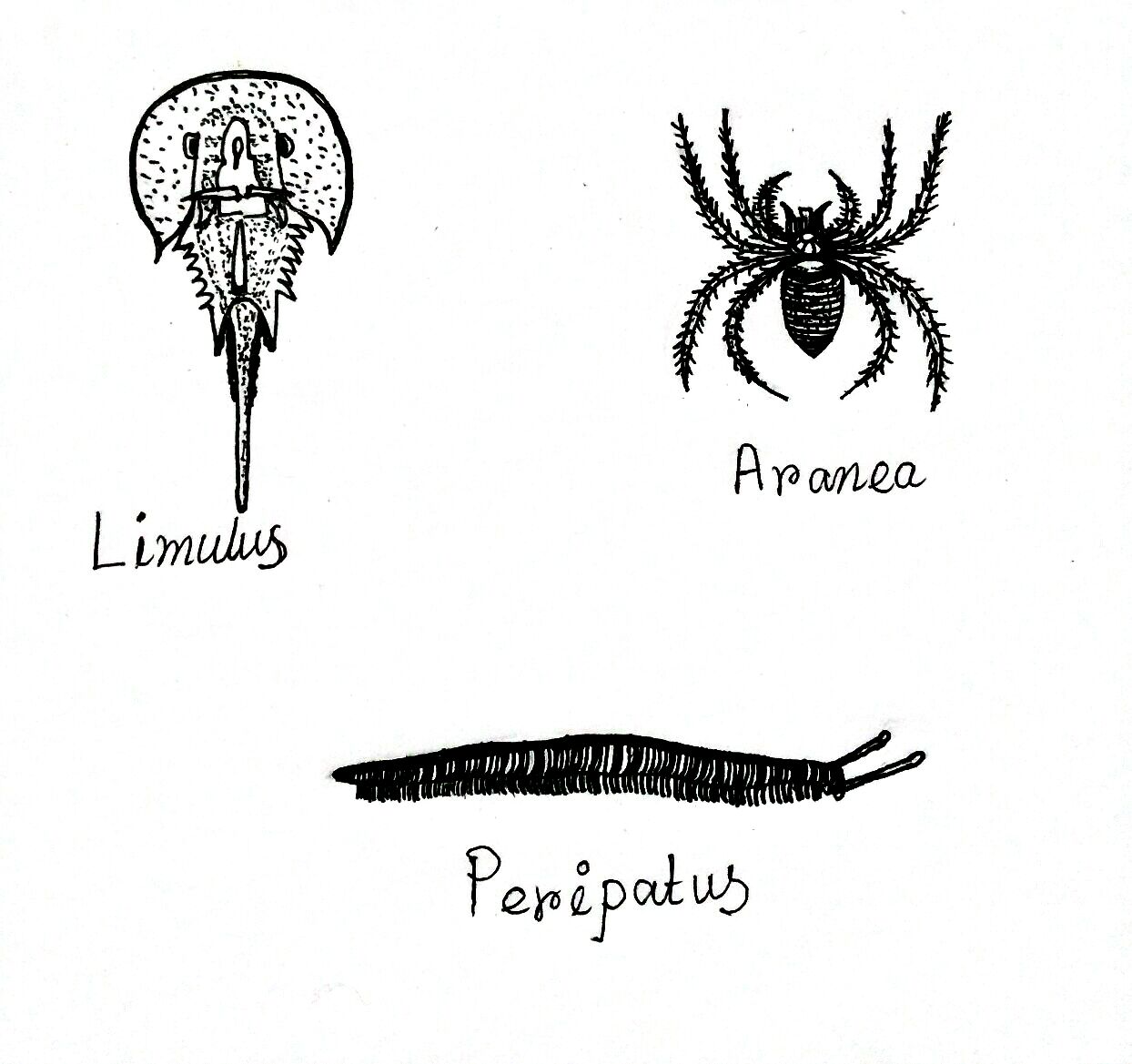 Arthropoda Definition Characteristics Examples