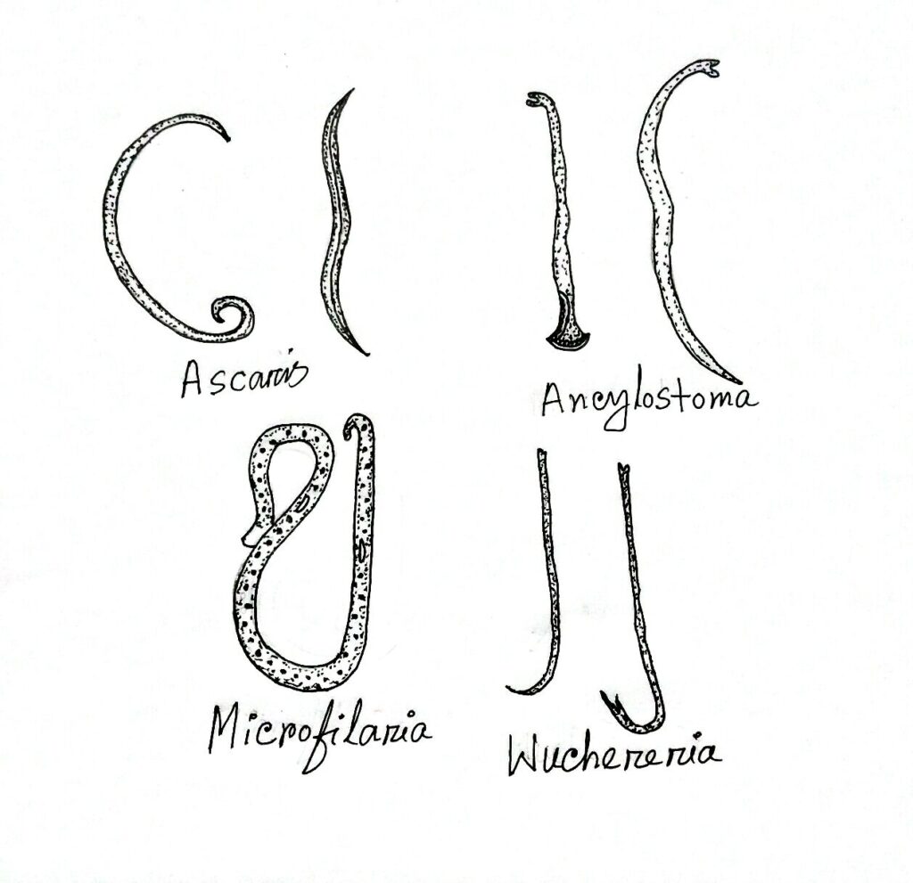 phylum Nematoda - Biology Learner