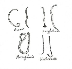 Aschelminthes