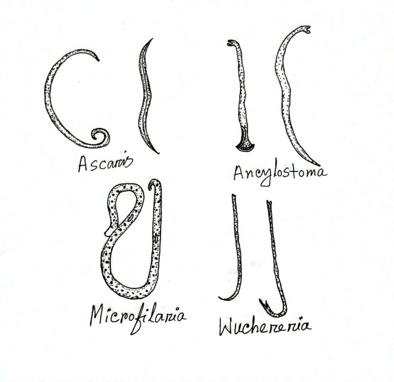 Proprietăți specifice ale aschelminthes