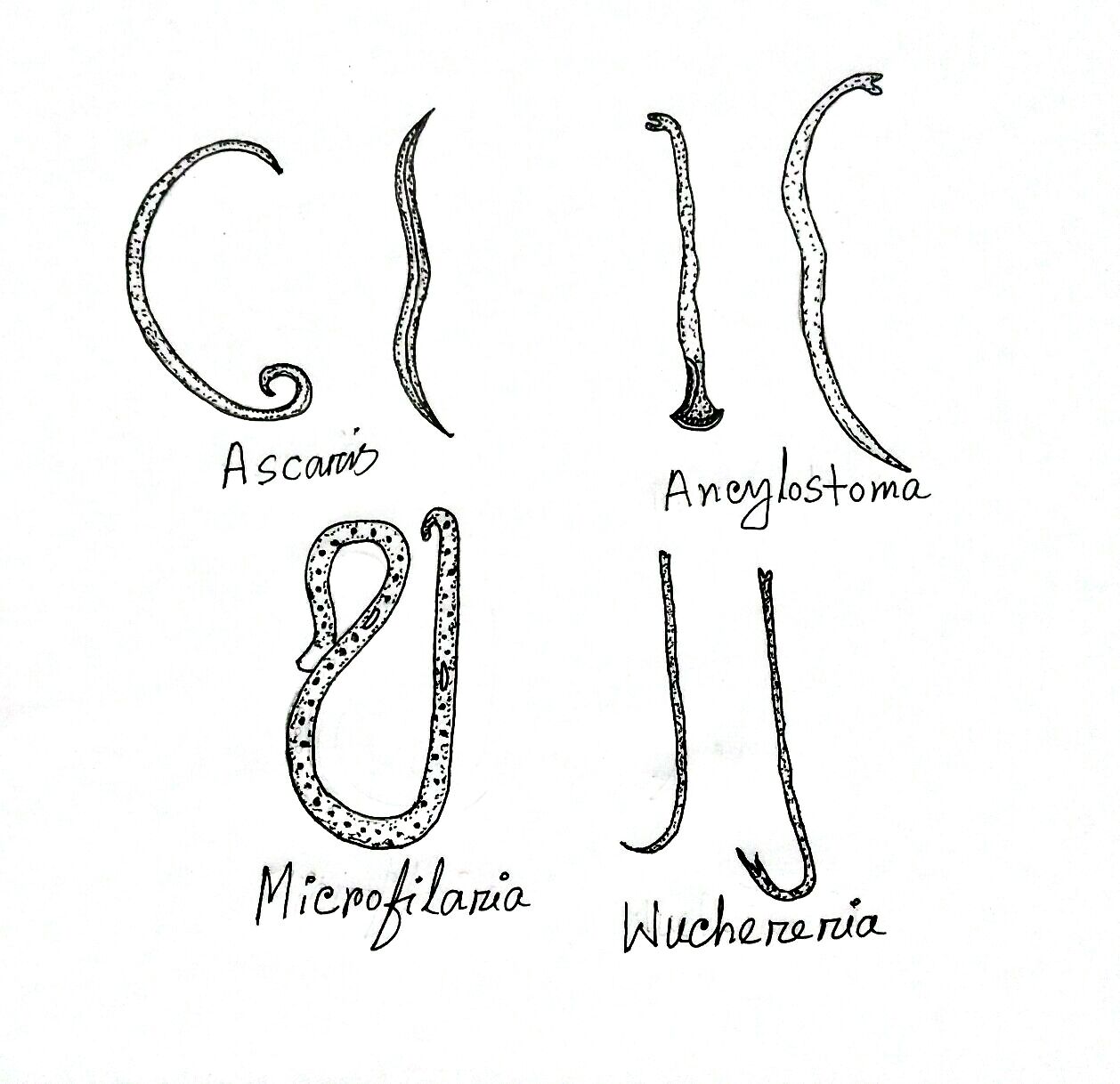 diagram aschelminthes)