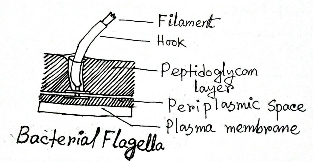 Flagella and its different parts