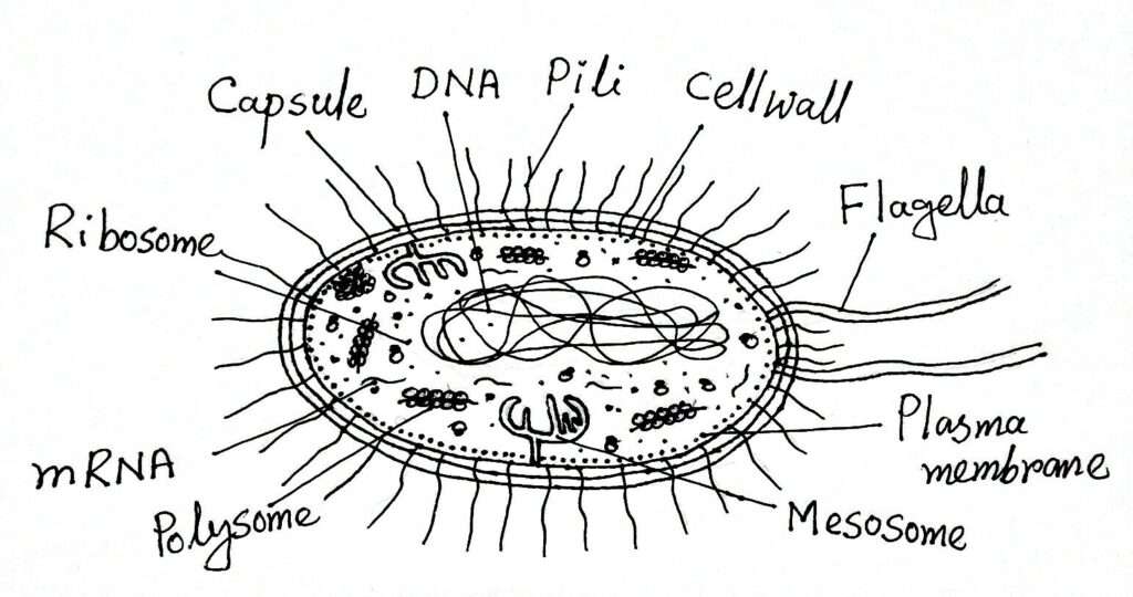 Diagram of a typical bacterial cell