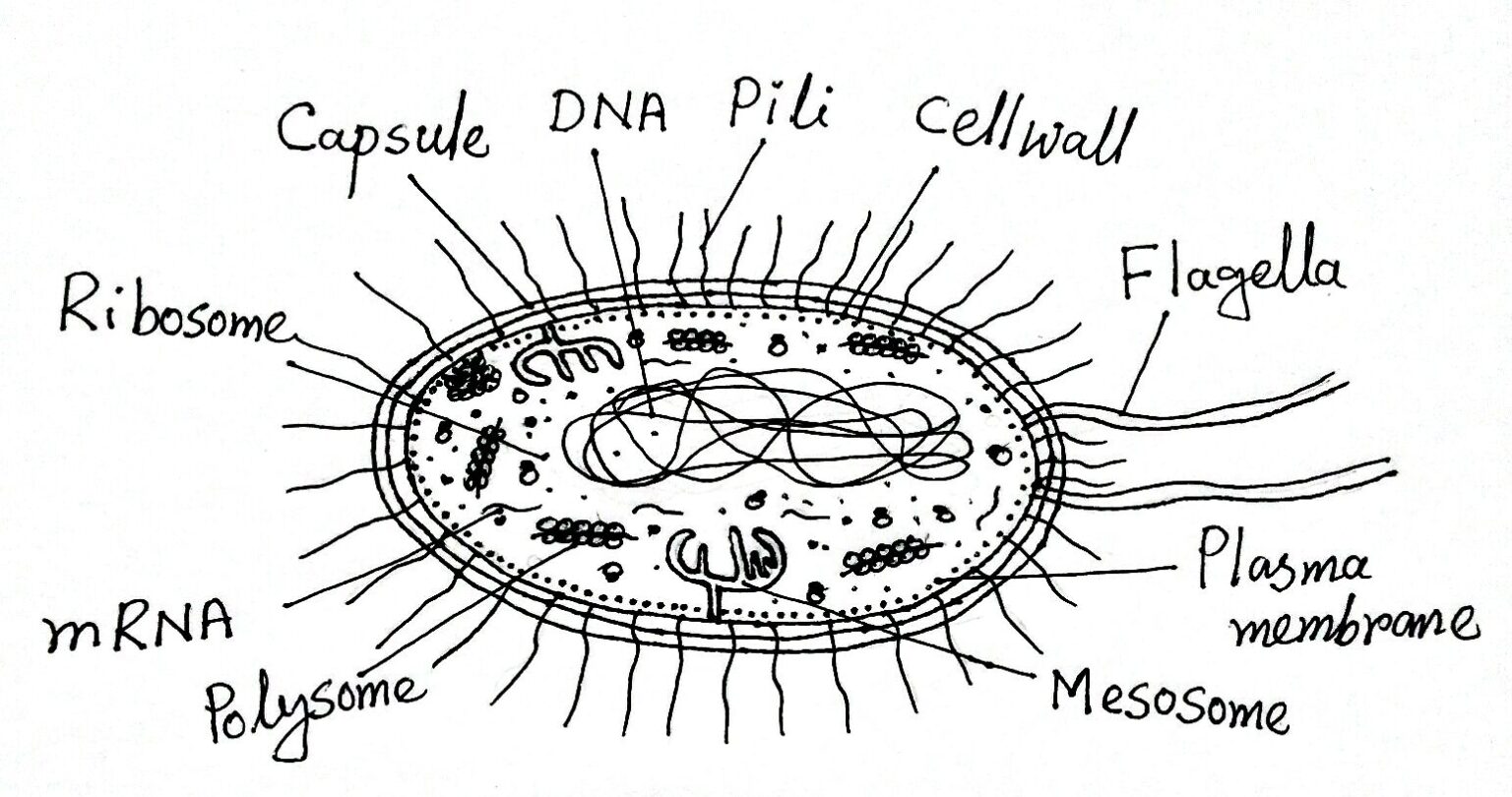 Structure and Function of a Typical Bacterial Cell with Diagram