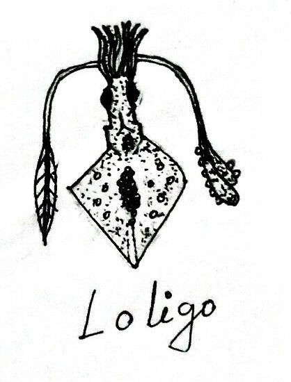 Loligo