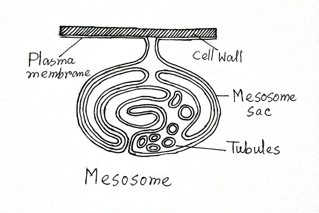 Mesosome