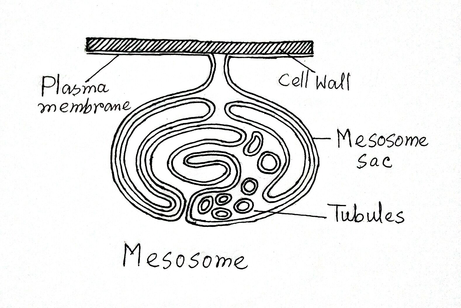 Structure and Function of a Typical Bacterial Cell with Diagram