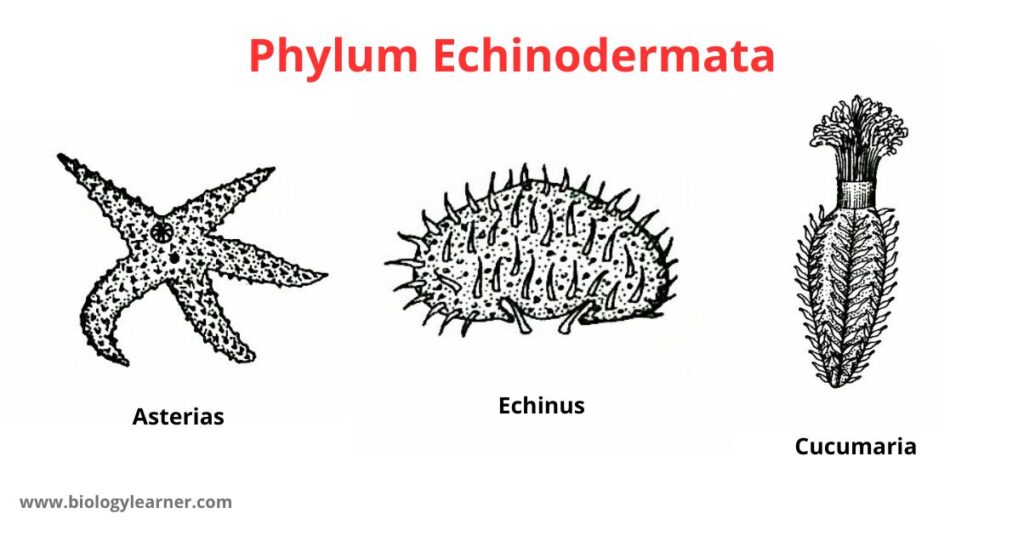 Phylum Echinodermata