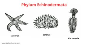 Phylum Echinodermata