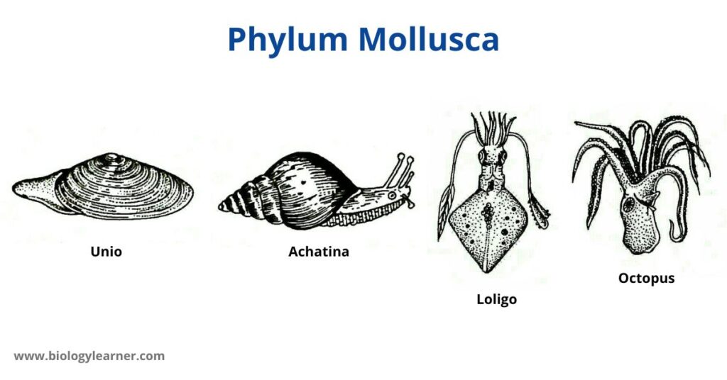 Phylum Mollusca