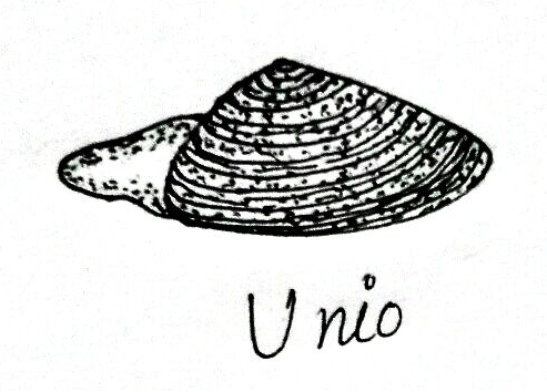 Unio