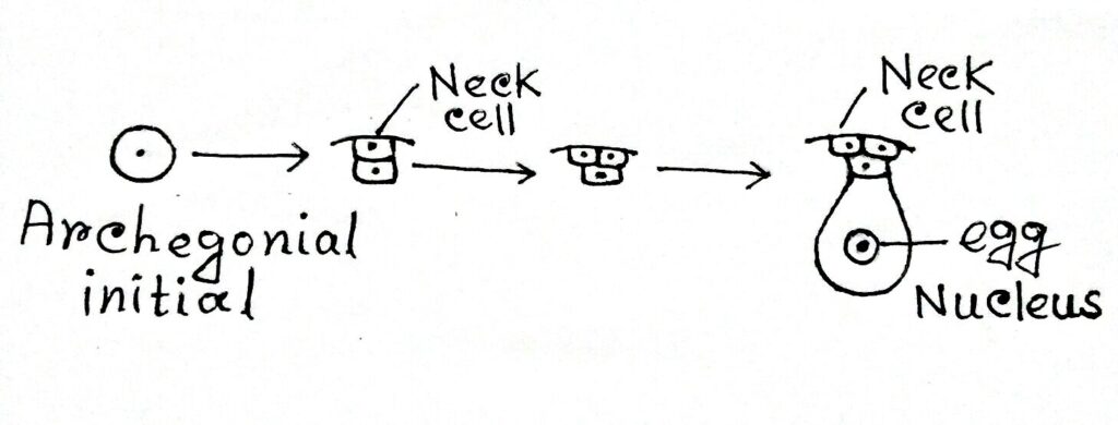 Development of Archegonium