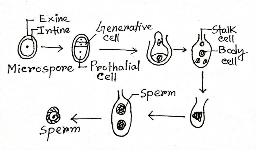 Development of Male gametophyte
