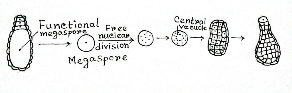 Development of female gametophyte