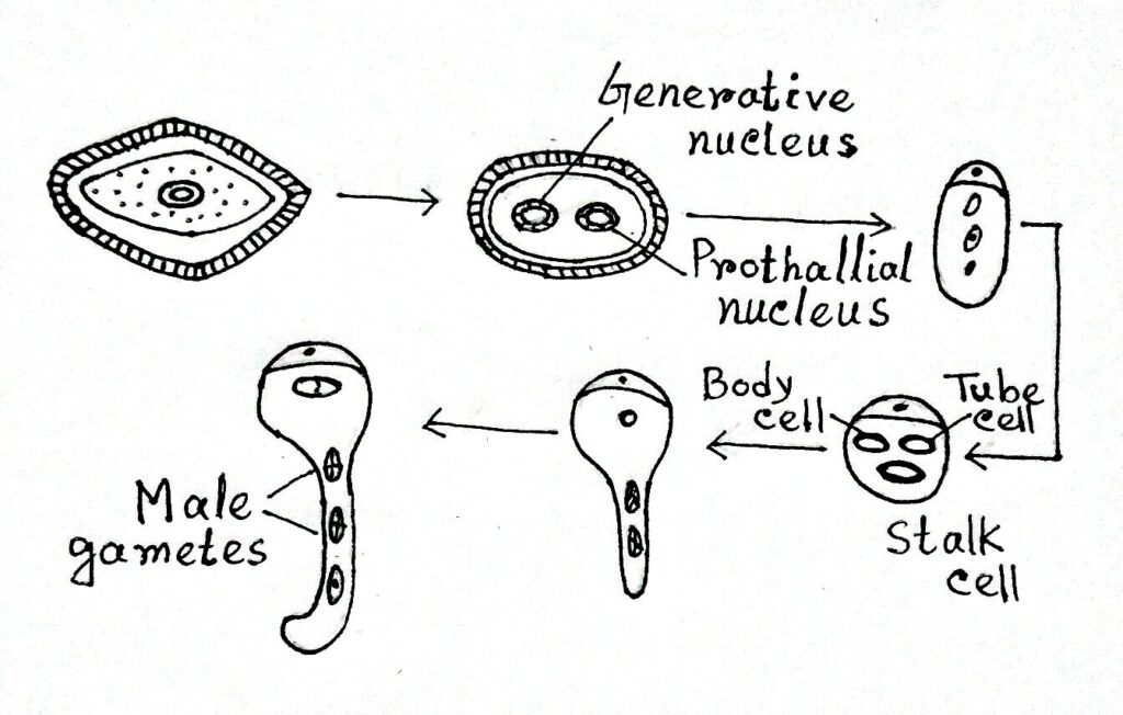  Development of male gametophyte of Welwitschia