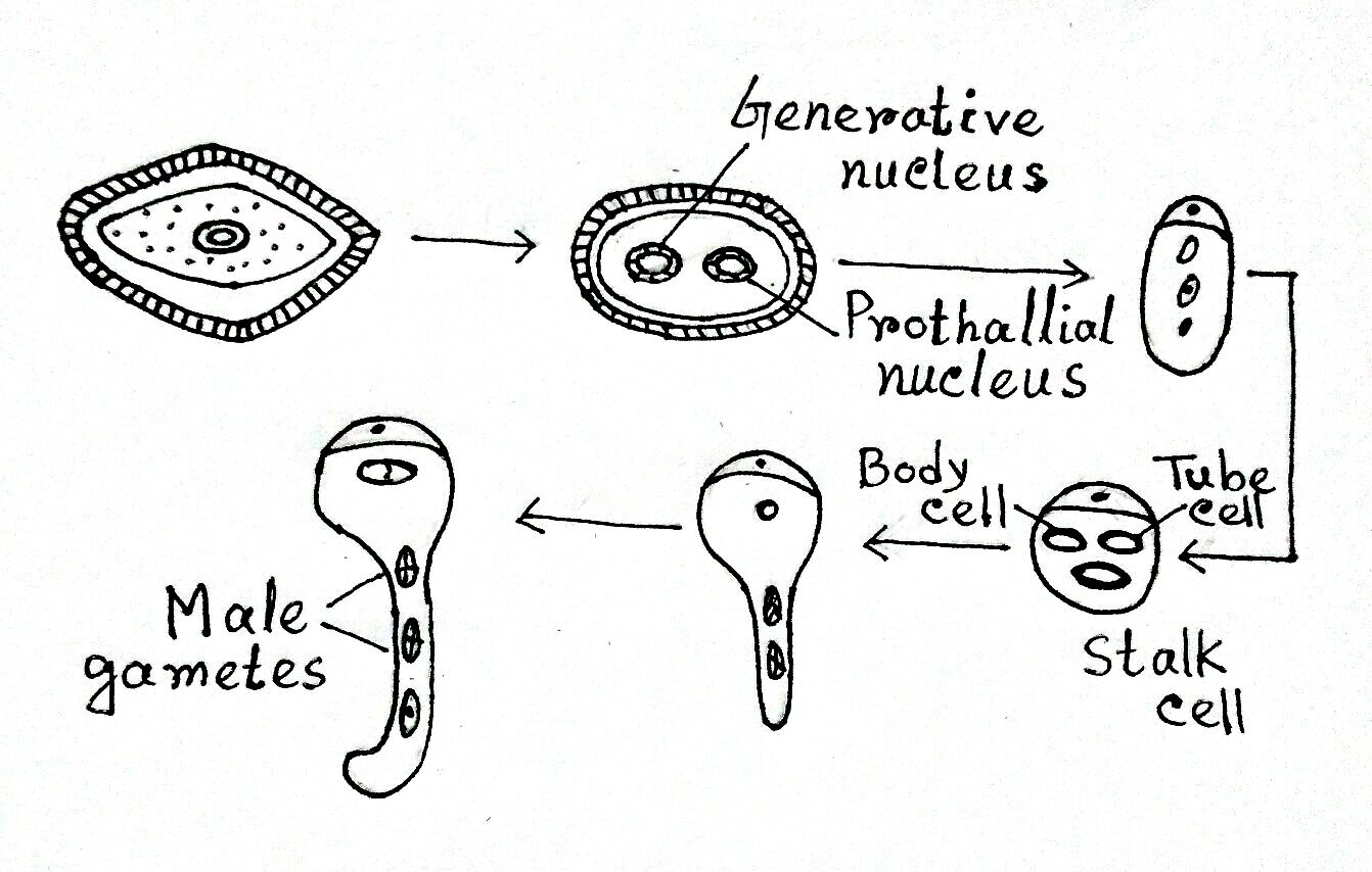 gnetales-morphology-reproduction-gametophytic-generation