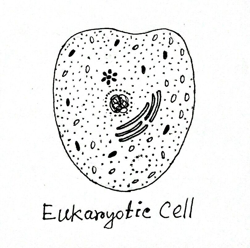Eukaryotic Cell Diagram Parts Structure and Examples