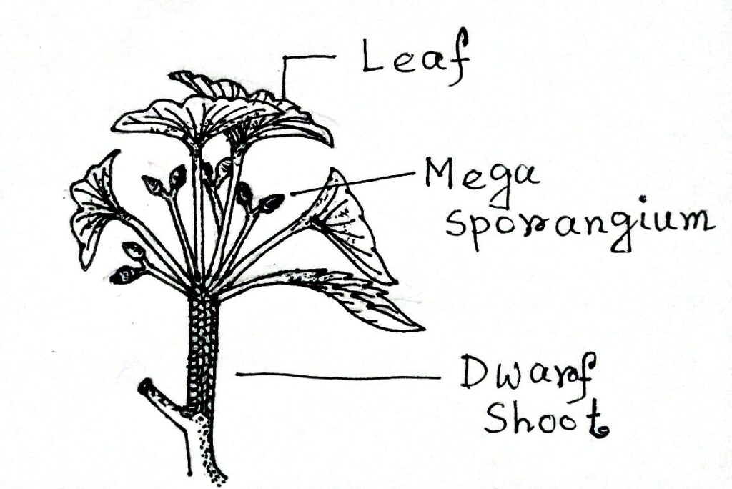 Female plant of Ginkgo