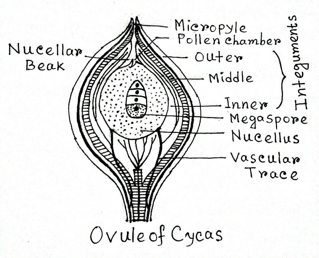 Cycas Ovule