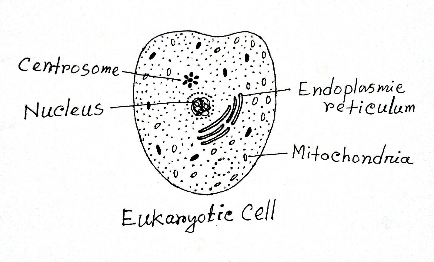 Eukaryotic Cell Definition Features Structure Examples 4046