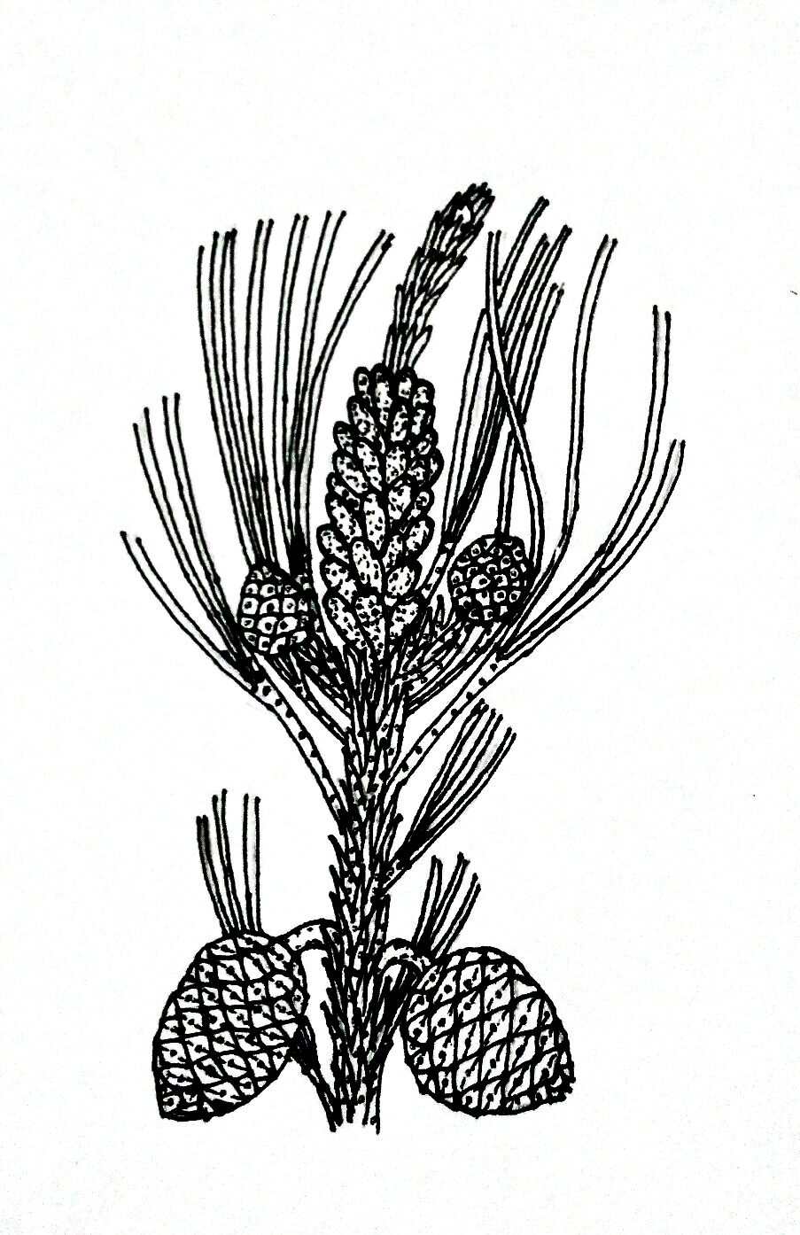 Coniferales Morphology Reproduction Gametophytic Generation