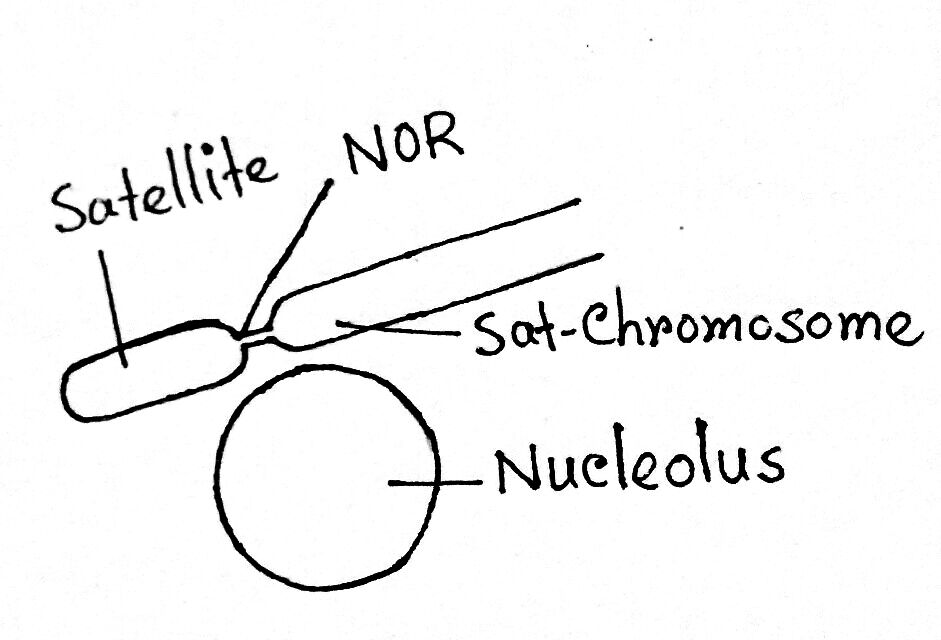 A satellited chromosome with a nucleolus
