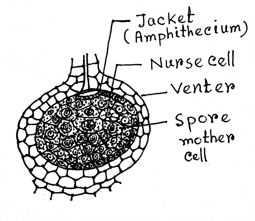 Evolution of Sporophyte