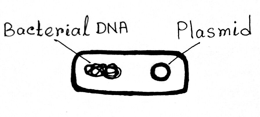 Isolation of Plasmid DNA